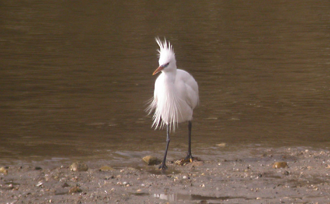 Chinese Egret, South Korea